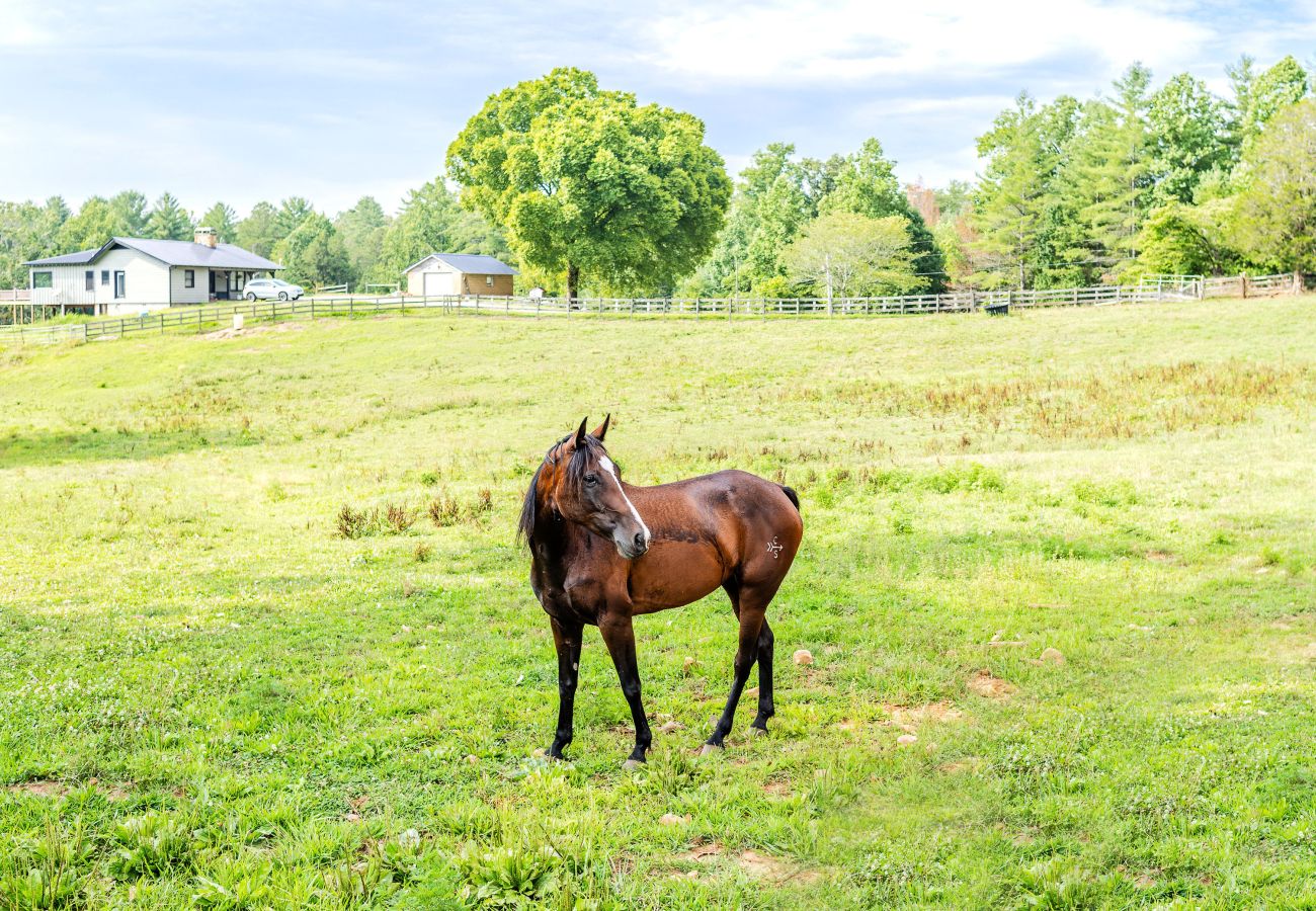 Cabin in Blue Ridge - Equestrian Escape Bungalow